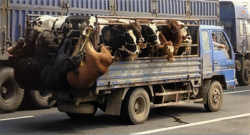 Фото №958610. Фотография. Автор неизвестен. Вторая половина  XX века 