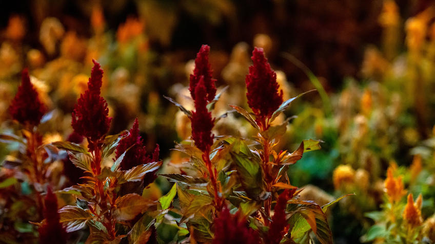 Фото №983231. Цветы на клумбе Казанского кремля. Октябрь 2020, вечер, Казань