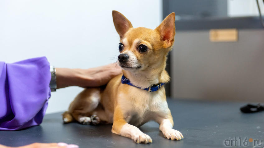 Фото №988556. На выставке Л.Бабаевой «Рыжее настроение»