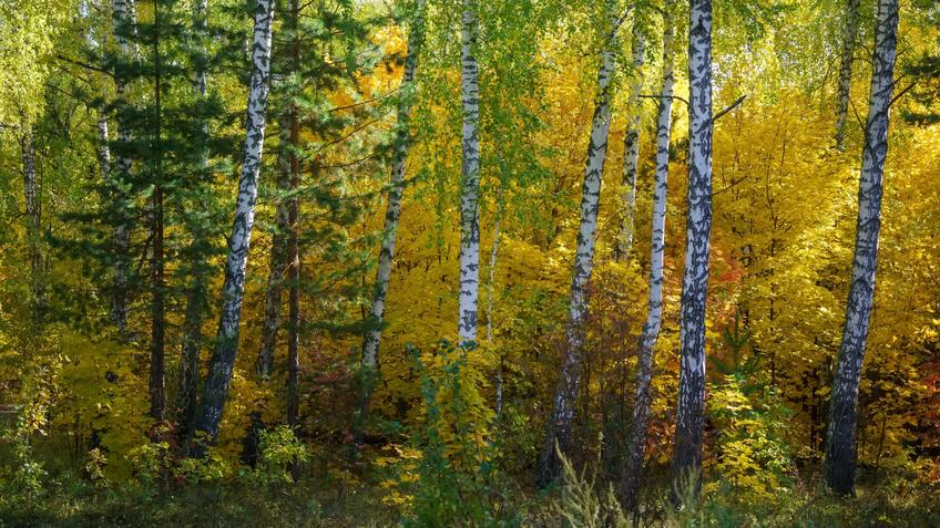 Фото №992545. Art16.ru Photo archive