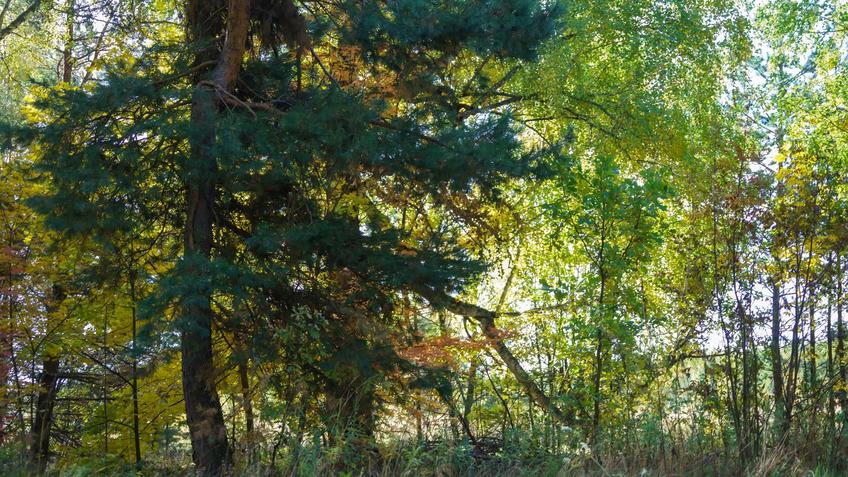 Фото №992550. Смешанный лес