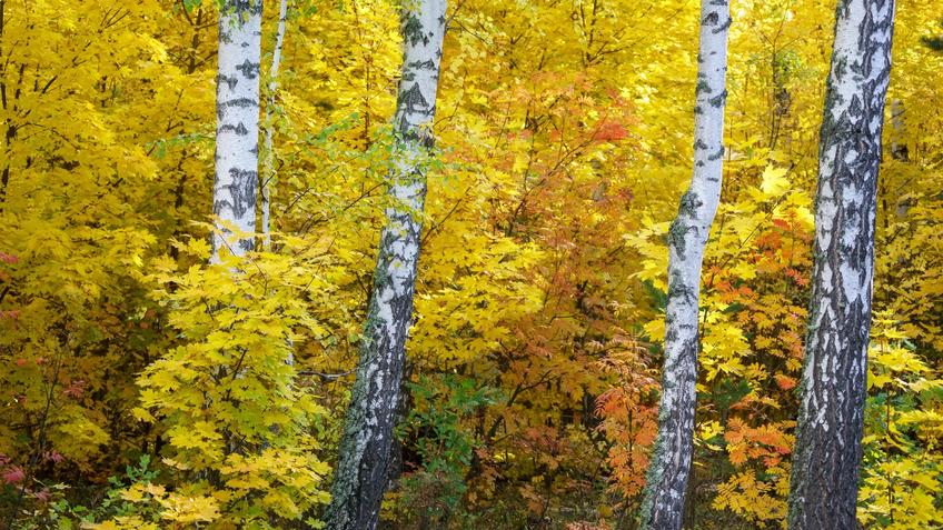 Фото №992565. Берёзы