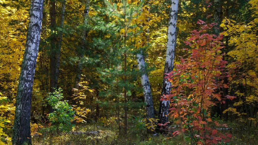 Фото №992570. Art16.ru Photo archive