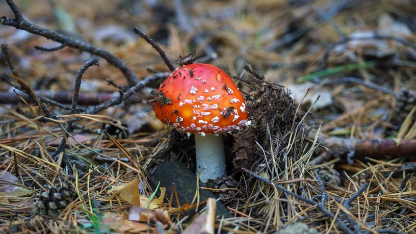 Фото №992725. Мухомор