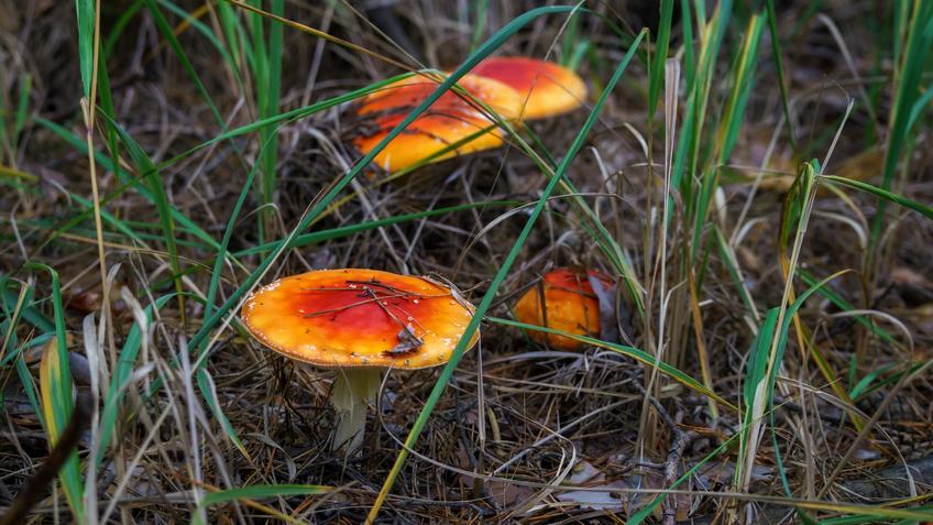 Фото №992730. Art16.ru Photo archive