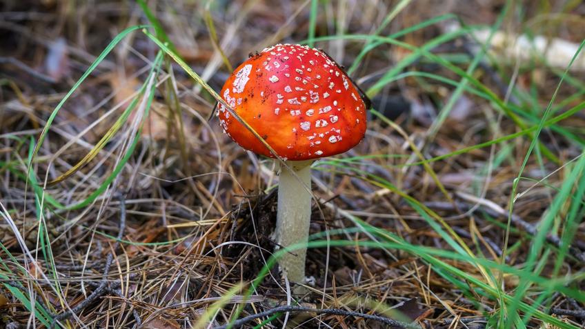 Фото №992735. Мухомор