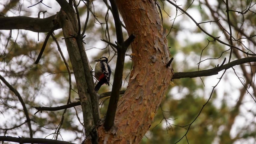 Фото №992760. Дятел