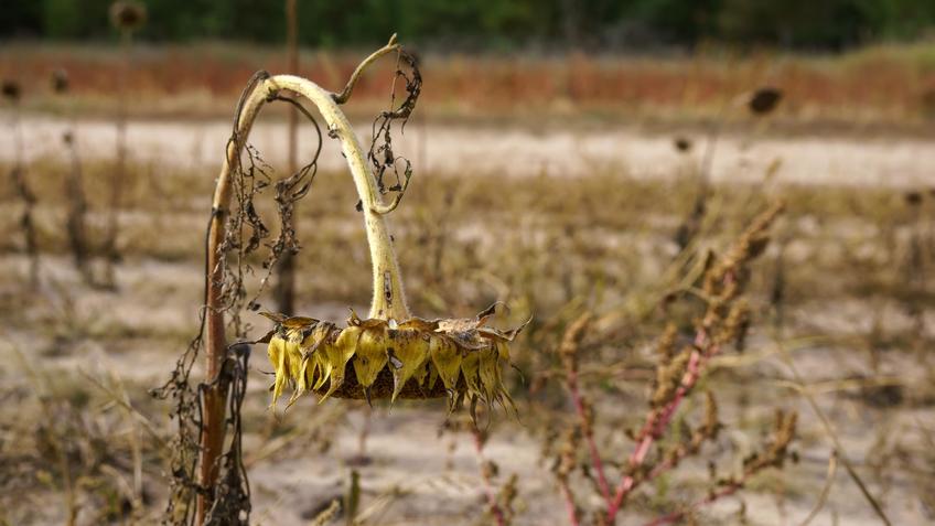 Фото №992830. Подсолнух