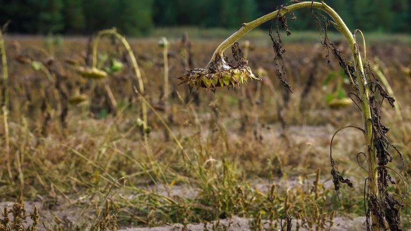 Фото №992840. Подсолнухи