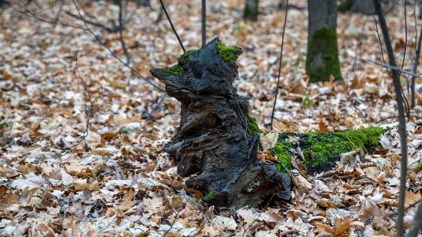 Фото №993674. Art16.ru Photo archive